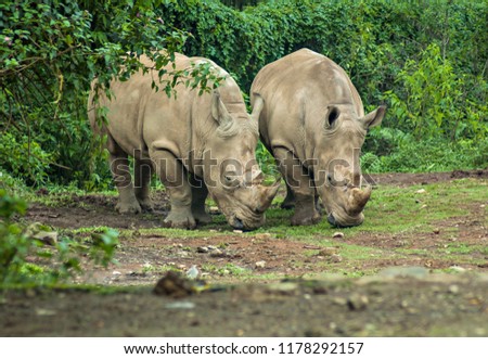 Rhinoceros, endangered and protected animal in Ujung Kulon, Indonesia. Royalty-Free Stock Photo #1178292157