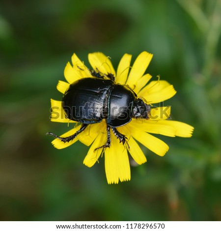 Black beetle (Anoplotrupes stercorosus) closeup, sitting on a yellow flower top view Royalty-Free Stock Photo #1178296570