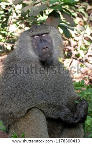 Baboon in the forest of Lake Manyara National Park, Kenya