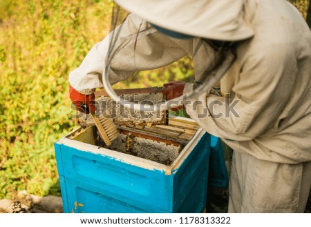 The beekeeper keeps a honey cell with bees in his hands. Apiary.
Frames of a beehive. collects honey. A bee smoker is used to calm the bees before removing the frame.