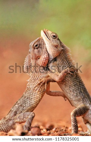 Garden Lizards Wrestling Match For first Place.
This picture was clicked in Kudal , sindhudurg ,
Maharashtra , India . 