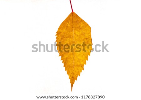 Winter red leaves with isolated white background for relaxing holiday season and text adding commercial