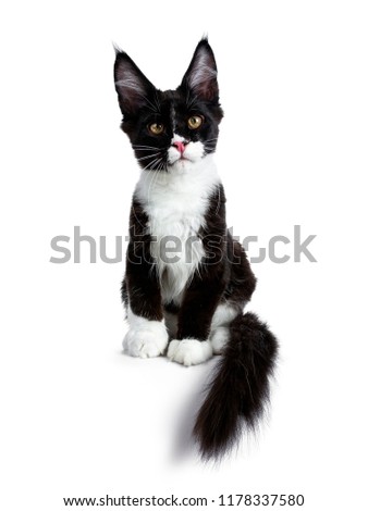 Super cute bat cat, black and white young Maine Coon cat kitten sitting facing front  with tail hanging down from edge looking curious straight in camera isolated on white background