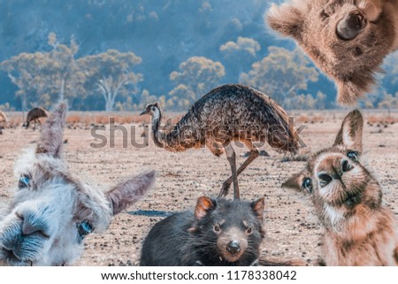 Funny collage of animals living in Australia - Emu, Koala, Kangaroo, Tasmanian Devil, and Alpaca Royalty-Free Stock Photo #1178338042