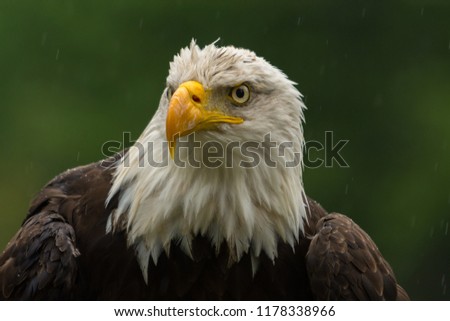 Bald eagle under the rain looking around for a meal