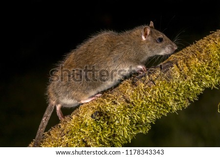 Wild Brown rat (Rattus norvegicus) walking on log at night. High speed photography image