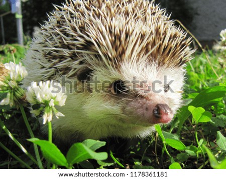  Little cute hedgehog standing on grass on sunny day.                              