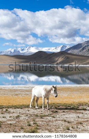 landscape of Tso Moriri Lake with horse
