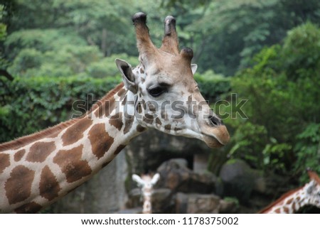 portrait of a giraffe and head close-up on the background of the enclosure with other giraffes