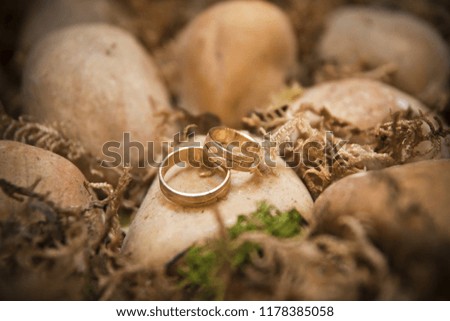 Gold wedding rings on the rocks of a beach.
