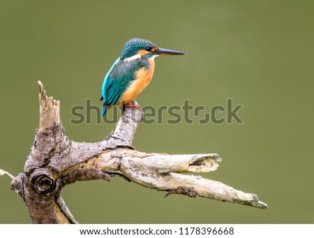 colorful King Fisher