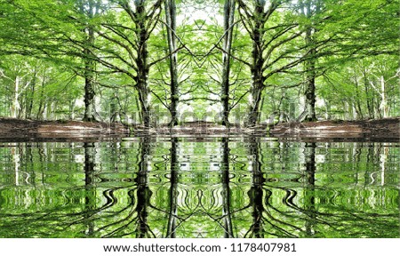 symmetrical Photography with reflection in the water of beech trees in the forest, 