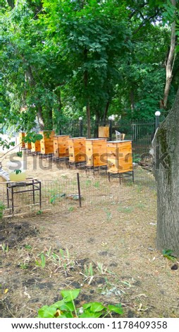 apiary, under the trees in the park are wooden walnuts
