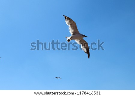 gulls in the sky