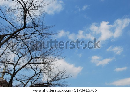 leaveless trees on blue sky background with empty space for copy, text, lettering background
