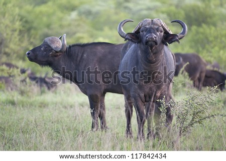 Buffalo pair, one face-on and one side-on.
