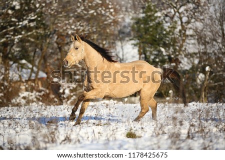 quarter horse stallion running in winter landscape, buck skin horse, equine photo, galloping horse, black mane and tail, stallion, western horse in winter coat, golden equine