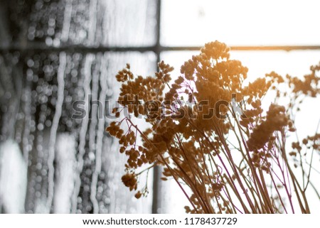 Dried flowers decorate 