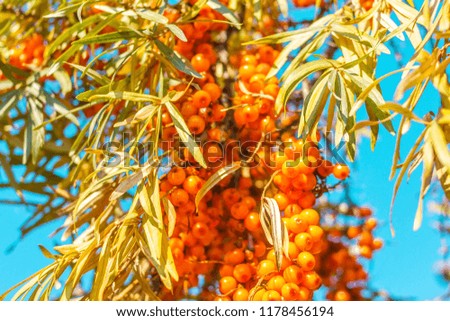 Grapes of fresh orange sea-buckthorn food with leaves on tree branch against blue sky background autumn concept of harvesting billet berries for cooking baking medicine cosmetology.