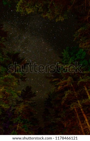 Looking up through the trees the night sky looked amazing