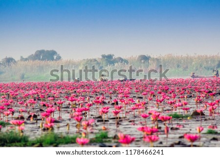 Scenic view nature Landscape  "Red Lotus Sea"  It is covered with soft light in morning and mist blurred background in the cold day winter season, Thailand, lotus, red lotus sea, Udon Thani