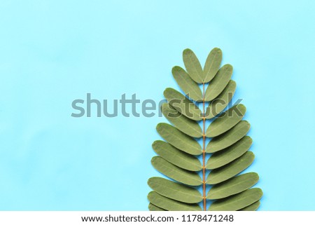 Fresh green foliage on blue paper background and have copy space for your design.
