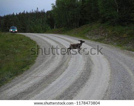 Moose crossing a gravel road in front of a car in Swedish summer - typical Scandinavian picture