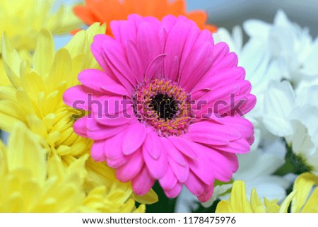 Purple gerbera flower with black center surrounded yellow and white chrysanthemums 