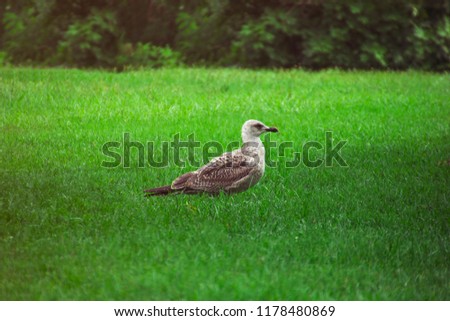 seagull on the green grass