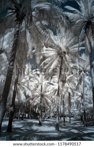 infrared picture of The coconut tree