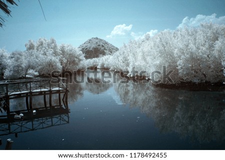 infrared picture of Tree and Mountain