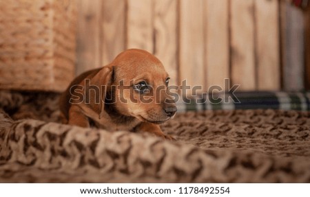 Puppy dachshund brown, lying on a light plaid with a picture on the background of a wooden wall