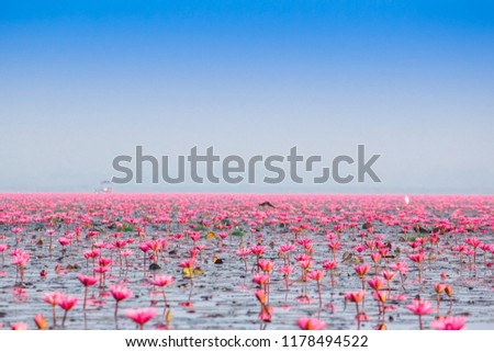 Scenic view nature Landscape It is covered with soft light in morning and mist blurred for background at "Red Lotus Sea" in the cold day winter season,Red lotus sea Kumpavapee, Udon Thani Thailand.