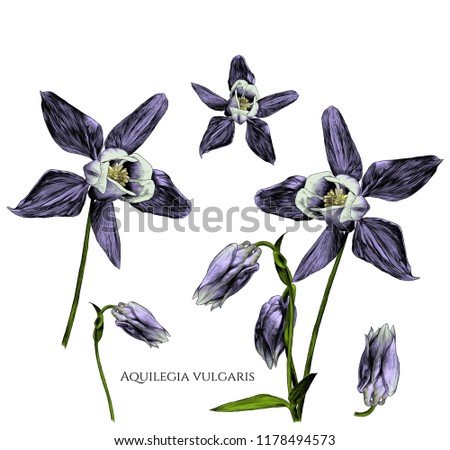 set of aquilegia vulgaris flowers with blossomed buds and not yet blossomed, branches with leaves, sketch vector graphics color illustration on white background Royalty-Free Stock Photo #1178494573