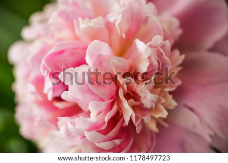 Blurred pink peony petals closely in soft light. Blossoming peony macro for prints, posters, design, covers, wallpapers, birthday cards. Nice garden flower. Spring and summer plants. Artistic photo 