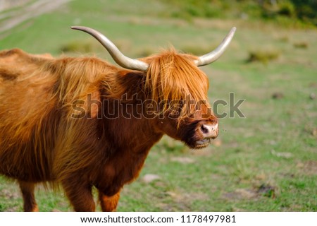 Highland cow in a grass field