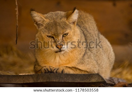 Grumpy wildcat sittin on a wood platform