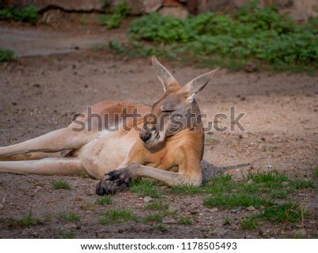 Kangaroo in meditation 