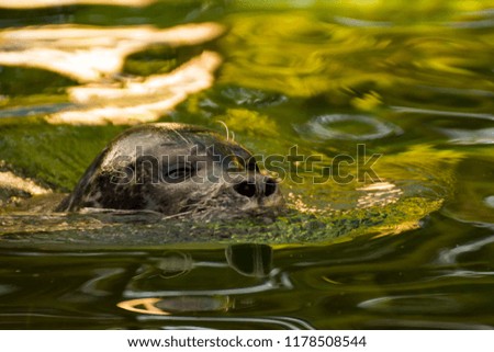 Swimming seal in the sunshine