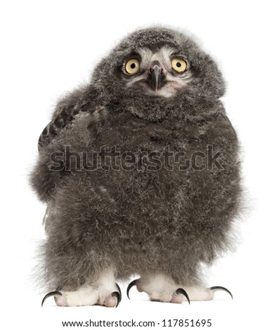 Snowy Owl chick, Bubo scandiacus, 31 days old against white background