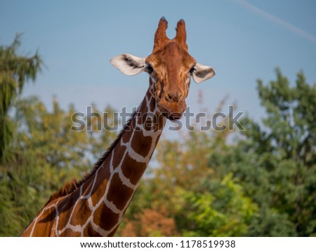  Giraffe portrait in the trees 