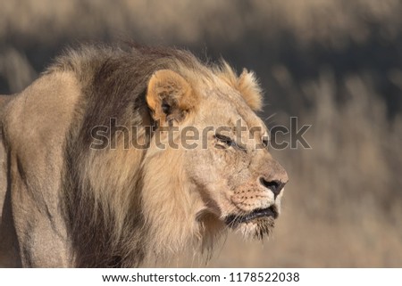 A male Lion (Panthera leo) close up of the head against blurred natural background, Kgalagadi transfrontier park, South Africa