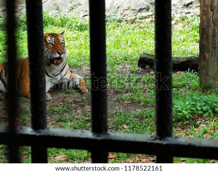 image of tiger behind the fence inside zoo. 