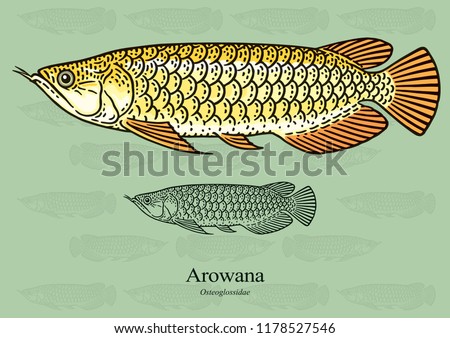 Arowana. Vector illustration with refined details and optimized stroke that allows the image to be used in small sizes (in packaging design, decoration, educational graphics, etc.)