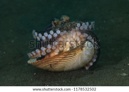 Coconut octopus (Amphioctopus marginatus) using seashell for shelter. Picture was taken in Lembeh Strait, Indonesia