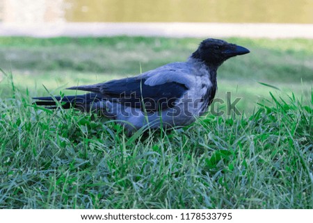 Young crow on green grass on a sunny summer day close-up