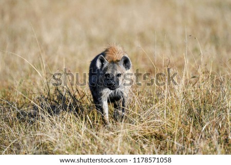 Hyena to run in the savannah
