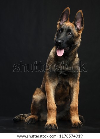 Belgian Shepherd Dog, malinois dog on Isolated Black Background in studio
