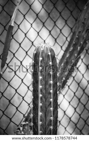 Beautiful cactus on a vintage color background.