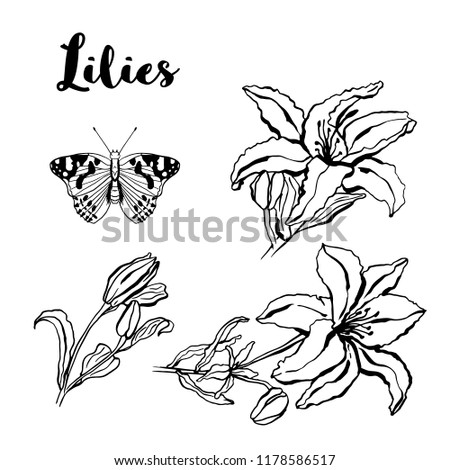 Ink sketch hand drawn set, butterfly and lilies flowers. vector floral illustration isolated on white background. Temporary tattoo and t-shirt design